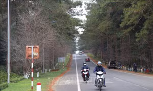 Phát triển Măng Đen thành thị trấn hoa Anh đào, bốn mùa hoa nở