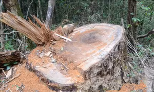 Xử lý nghiêm vụ khai thác trái phép gỗ Du Sam trong Khu Bảo tồn thiên nhiên Nam Nung
