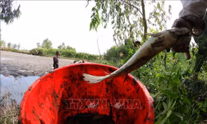 Giá cá lóc ở Trà Vinh tăng, người nuôi lãi 20.000 đồng/kg