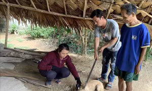 Chủ động phòng, chống bệnh dại
