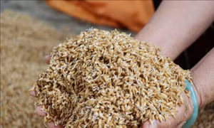 Hàng nghìn ha lúa vụ Đông Xuân vừa gieo sạ bị ngập úng