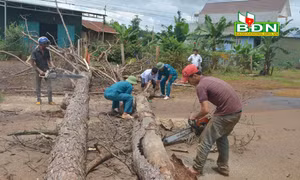 Đắk Nông chặt gần 7.000 cây thông chết khô ven quốc lộ