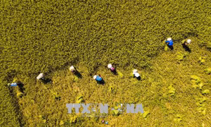 Thực hiện kế hoạch vụ Đông Xuân phù hợp với thực tế