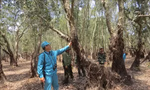 Báo động cháy nguy hiểm tại Vườn quốc gia Tràm Chim