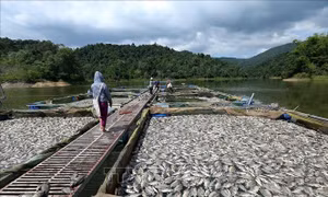 Nguyên nhân 80 tấn cá lồng chết bất thường trên hồ Hồng Khếnh, Điện Biên