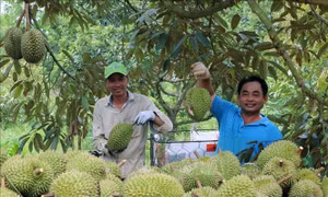Sầu riêng mất mùa, giá tăng