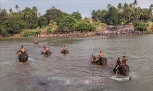 Hợp tác triển khai mô hình du lịch sinh thái thân thiện với voi tại Đắk Lắk