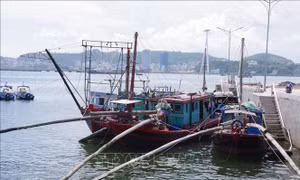 Quảng Ninh xử phạt nhiều vụ vi phạm trong khai thác hải sản tận diệt