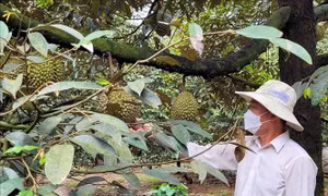 5 vùng trồng sầu riêng của Bà Rịa - Vũng Tàu được cấp mã vùng