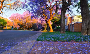 Quyến rũ mùa hoa phượng tím ở Pretoria, Nam Phi