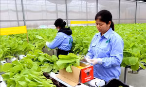 Xuất khẩu rau quả 2 tháng đầu năm giảm 9,9%