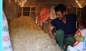 Cúng kho lúa đầu năm mới của đồng bào Bahnar