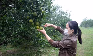 Cam Vinh mất giá, chỉ khoảng 5.000 đồng/kg 