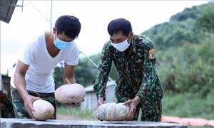 Đồn Biên phòng Pò Mã tăng gia sản xuất trên tuyến đầu chống dịch