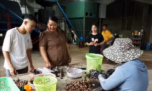 Người phụ nữ dân tộc thiểu số tâm huyết với nông nghiệp hữu cơ