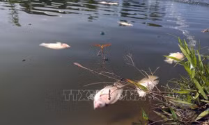 Tìm nguyên nhân cá chết hàng loạt tại Kon Tum