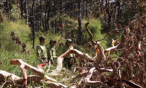 Áp lực giữ rừng ở Tây Nguyên - Bài cuối: Phát triển rừng bền vững