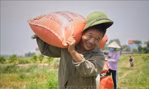 Thu hoạch lúa chiêm xuân ở Bắc Giang