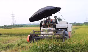 Ngày mùa đặc biệt của nông dân vùng dịch