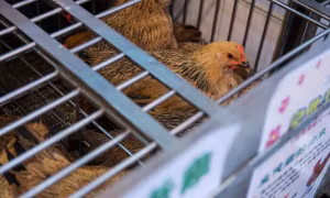 Trung Quốc phát hiện ổ dịch cúm gia cầm H5N6