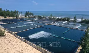 Ban hành Quy chế hoạt động của Hội đồng điều phối vùng Bắc Trung Bộ và duyên hải Trung Bộ
