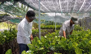 Cây giống tăng giá hút hàng sau hạn mặn