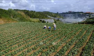 Mưa kéo dài, giá rau và hoa Đà Lạt tăng cao