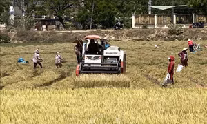 Ninh Thuận được mùa, được giá lúa vụ Đông Xuân
