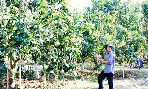 Sẽ chuyển giao giống xoài Mỹ cho người dân canh tác