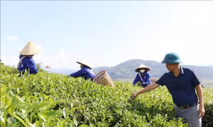Bén duyên với cây chè trên vùng đất Tân Uyên