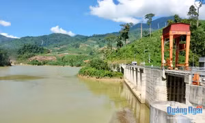 Quảng Ngãi nuôi thí điểm cá nước ngọt trong lòng các hồ chứa thủy lợi