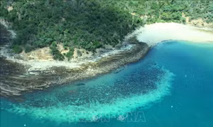 Rạn san hô Great Barrier đối mặt với tình trạng san hô chết hàng loạt tệ nhất trong lịch sử