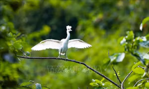 Bảo tồn thiên nhiên và giữ gìn sự đa dạng sinh học