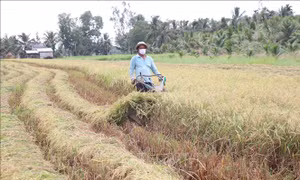Bến Tre tập trung hỗ trợ nông dân thu hoạch lúa Hè Thu