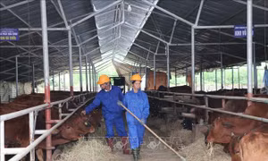 Phát triển chăn nuôi theo vùng gắn với chế biến và thị trường