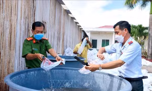 Phát hiện gần 5,3 triệu con tôm giống chưa qua kiểm dịch