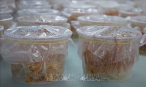 Sản xuất giống và nuôi thương phẩm nấm đông trùng hạ thảo tại Thanh Hóa