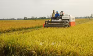 Bạc Liêu hỗ trợ nông dân xuống giống lúa vụ Thu Đông
