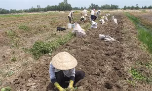 Nông dân Đồng Tháp Mười trúng mùa khoai mỡ