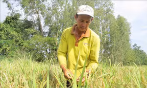 Nhân rộng mô hình sản xuất lúa hữu cơ trên đất sen hồng