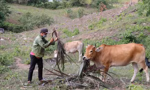 Giúp đồng bào vùng cao Gia Lai cải thiện đời sống
