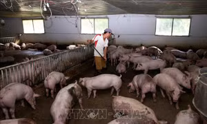 Tạo hành lang pháp lý trong xử lý môi trường để phát triển chăn nuôi bền vững