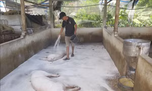 Thái Nguyên: Dịch tả lợn châu Phi tái bùng phát tại nhiều địa phương