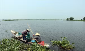 Nỗ lực khôi phục khu Tràm chim ở cửa sông Ô Lâu