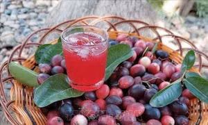 Triển vọng phát triển kinh tế từ cây si rô ở xứ nắng