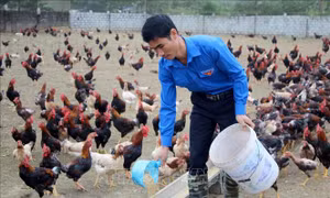 Nam thanh niên vùng cao làm giàu nhờ nuôi gà sạch theo tiêu chuẩn VietGAP