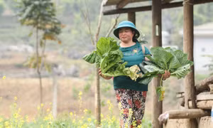 Hà Giang tìm đầu ra vững chắc cho nông sản địa phương