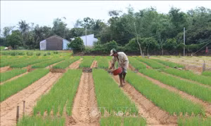 Đẩy nhanh xuống giống vụ hành tím sớm phục vụ Tết