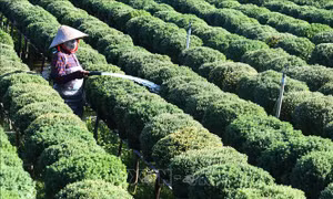 Cúc mâm xôi ở làng hoa Sa Đéc hút khách