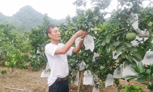 Vị ngọt bưởi Diễn trên đất Tràng Xá